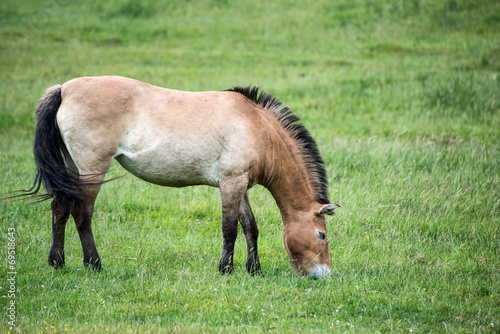 Przewaski horse equus ferus przwealski in captivity