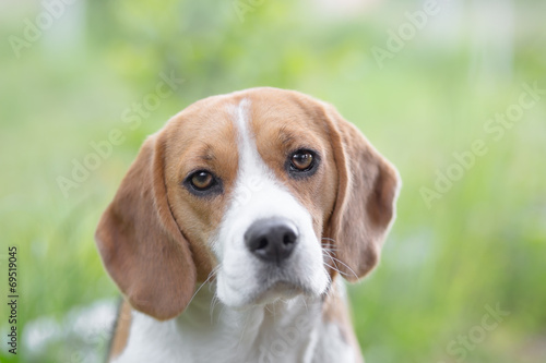 Beautiful Beagle dog portrait outdoors