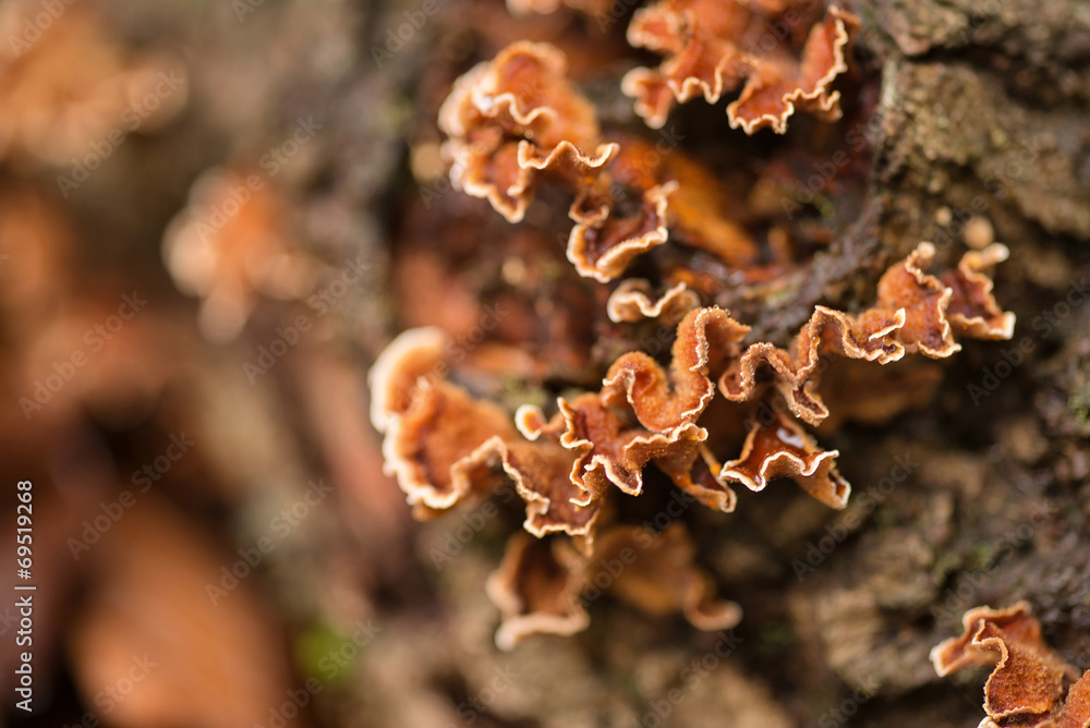 Autumn fungus on dead fallen tree Autumn fungus on dead fallen tree
