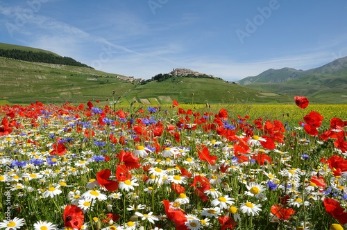 Castelluccio con macrofiori