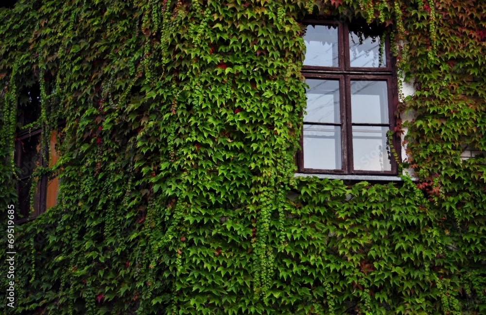 House covered with ivy