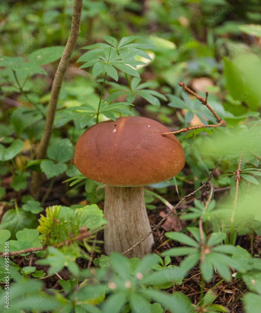 Mushroom Mushroom