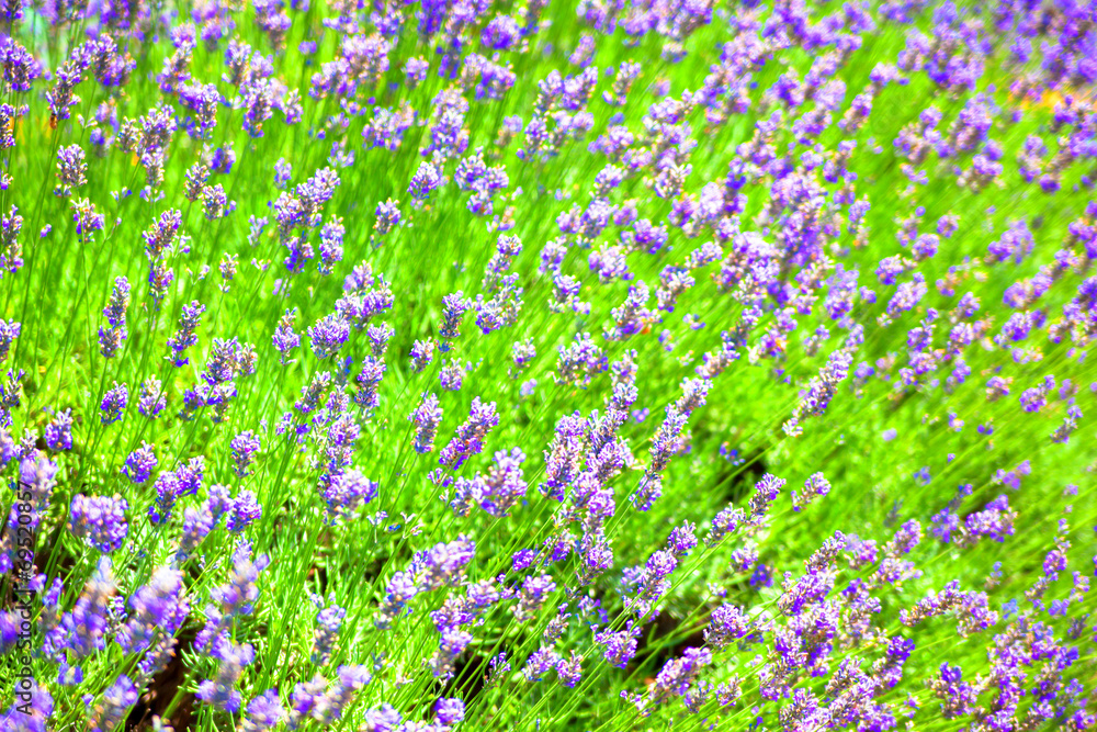 Fototapeta premium Field of lavender flowers field