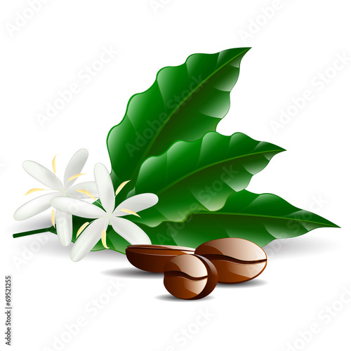 single coffee bean with leaf isolated on white background