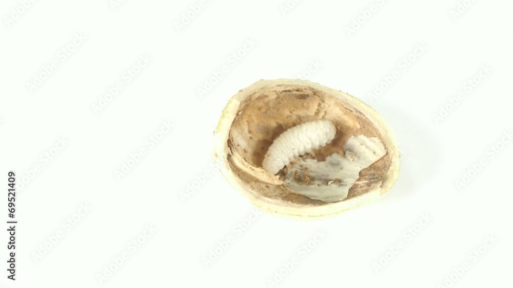 insect curculio nucum in hazelnut insect curculio nucum in hazelnut