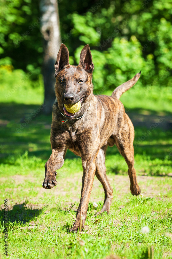 Shorthair dutch shepherd dog playing with ball