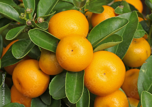 Принти на полотні calamondin