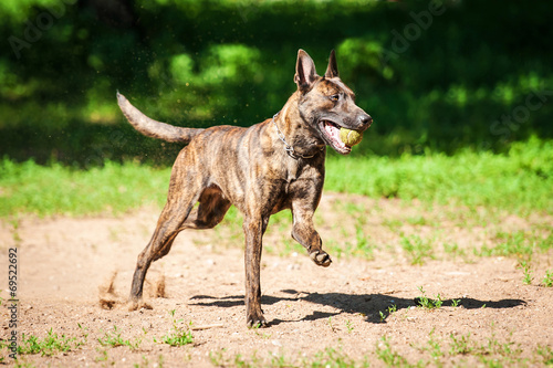 Canvas Print Shorthair dutch shepherd dog playing with ball
