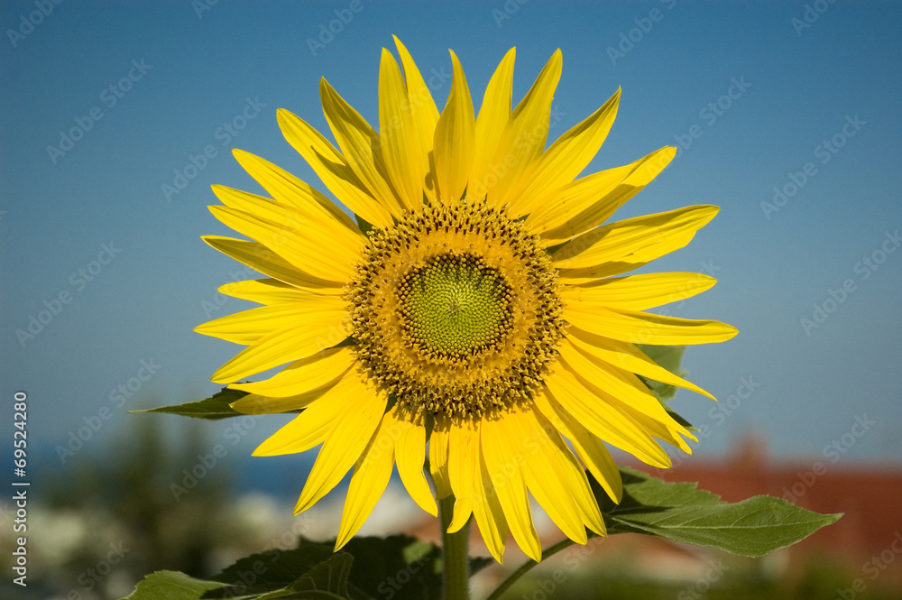 girasole girasole
