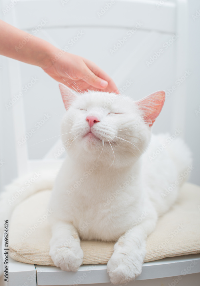 Obraz premium Child hand stroking head of white cat.