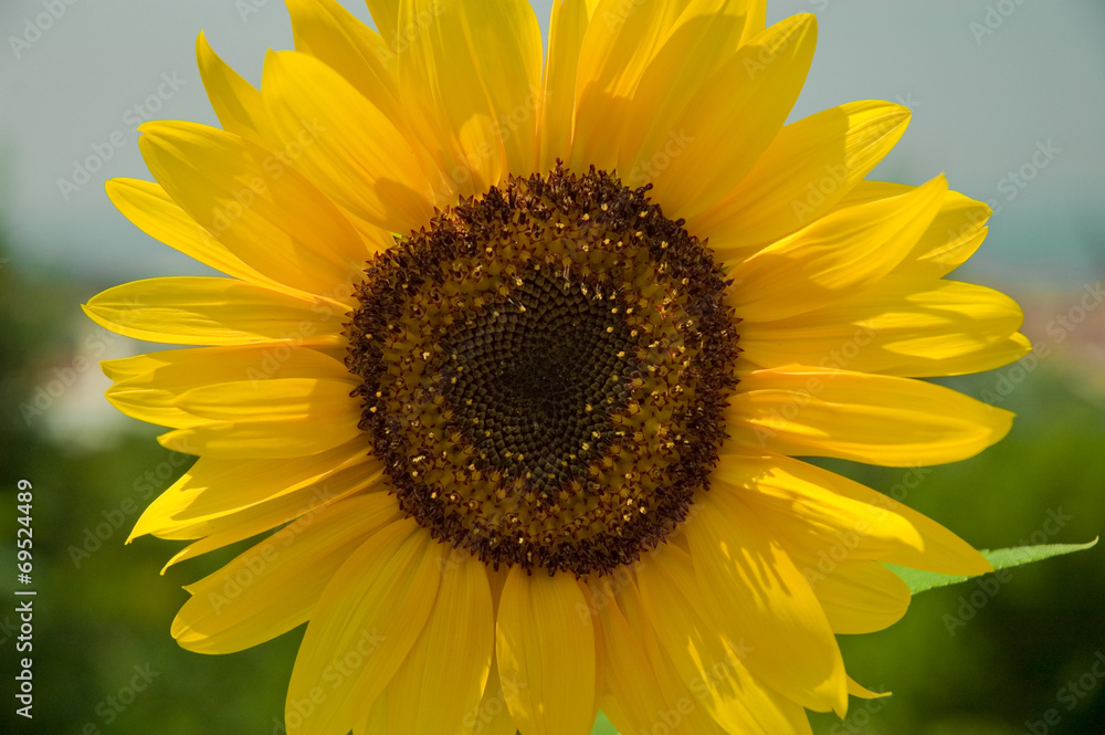 Obraz premium girasole