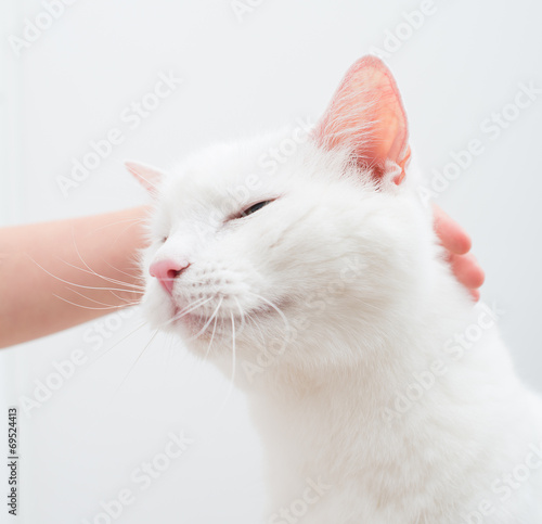 Child hand stroking head of white cat. © M-Production