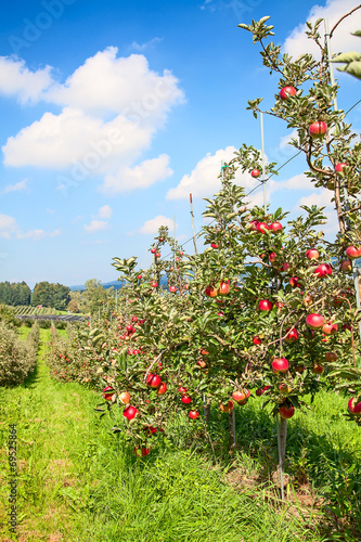 Apple garden © swisshippo