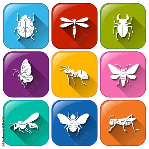 Icons with insects photo