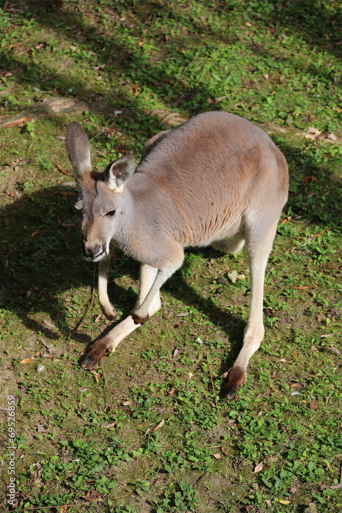 Kangourou Kangourou