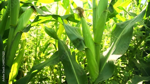 corn in the rays of light
