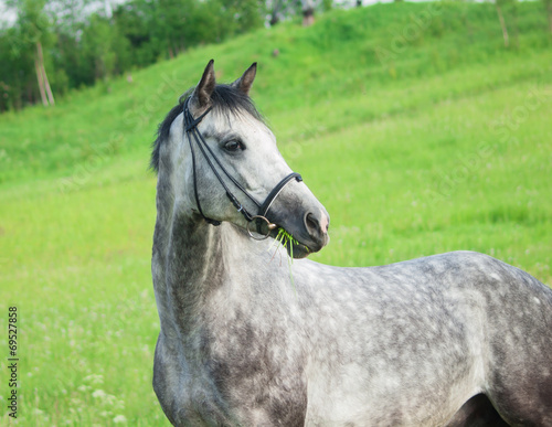 portrait of grey horse in the  green field