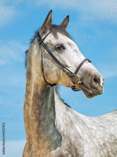 portrait of grey horse in bridle at blue sky background