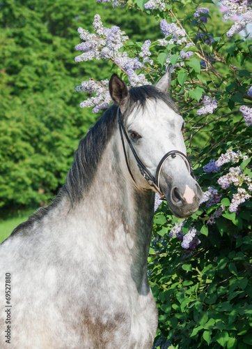 portrait of grey horse near flower