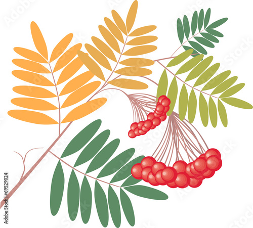 rowan tree branch