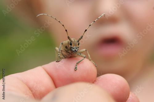 Hand holding a beetle with a child face on background