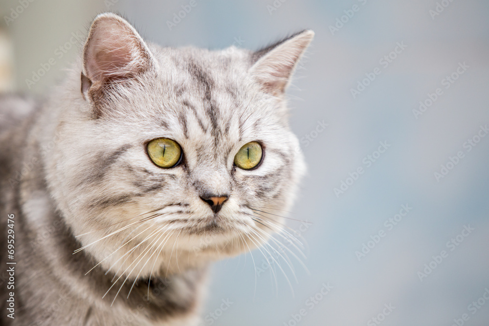 Cat Cat