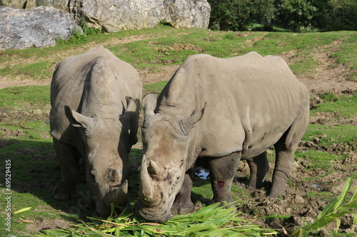 Rhinocéros