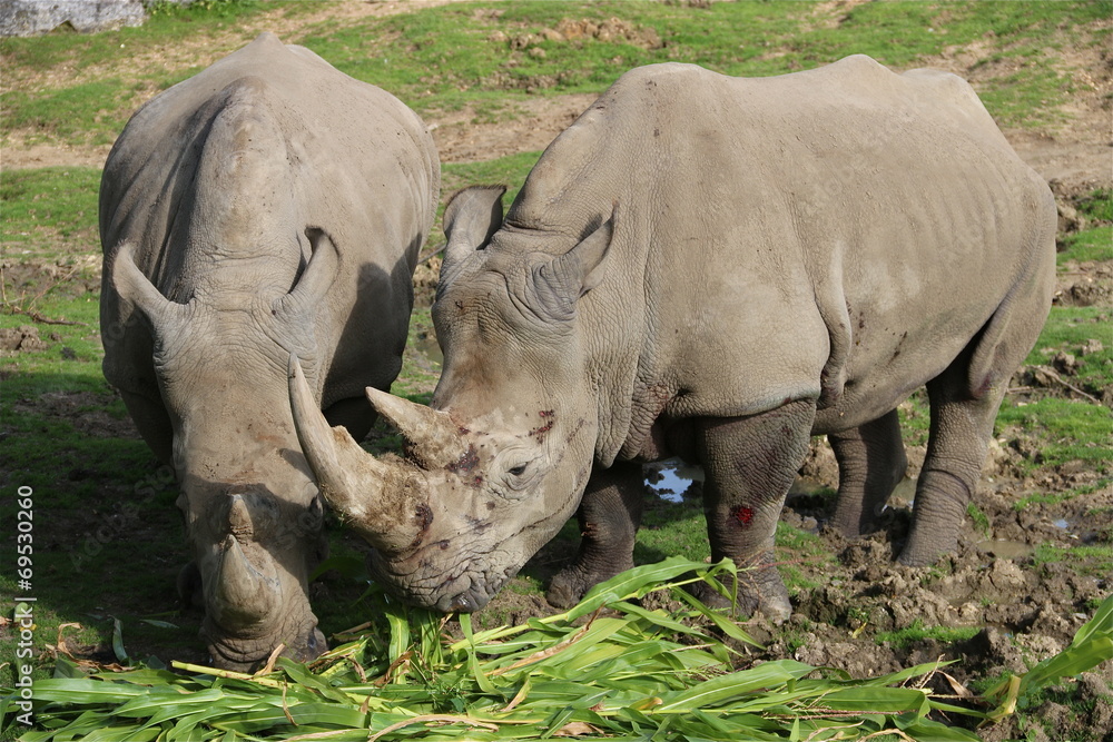 Obraz premium Rhinocéros
