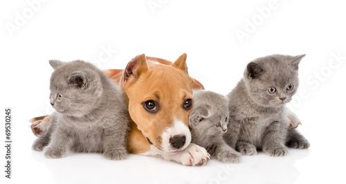 Fototapeta Naklejka Na Ścianę i Meble -  stafford puppy and three kittens lying together. isolated on whi