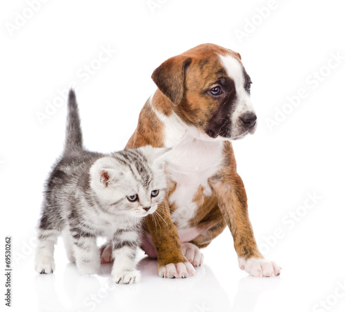 Scottish kitten and puppy looking away. isolated on white backgr