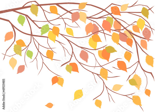 autumn tree branches © Amili
