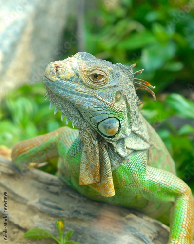 The closeup view of a green Iguana