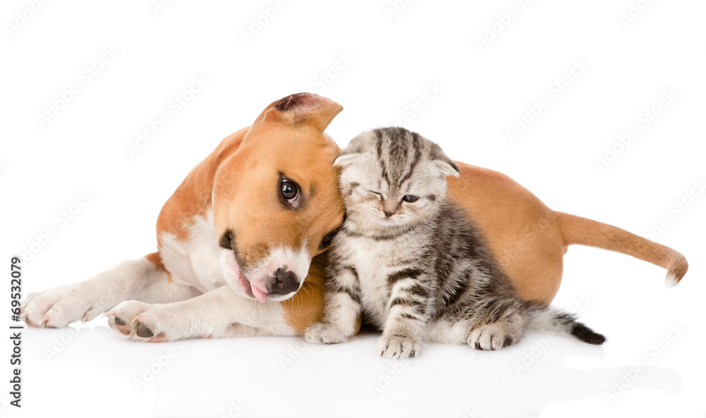love puppy and kitten. isolated on white background