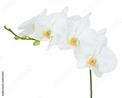 Seven day old white orchid isolated on white background.