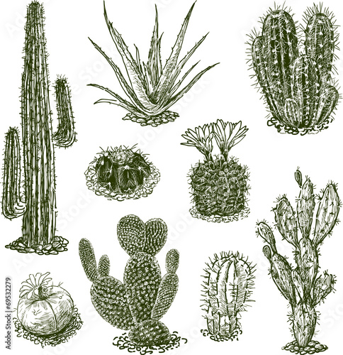 cactuses