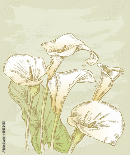 calla lilies