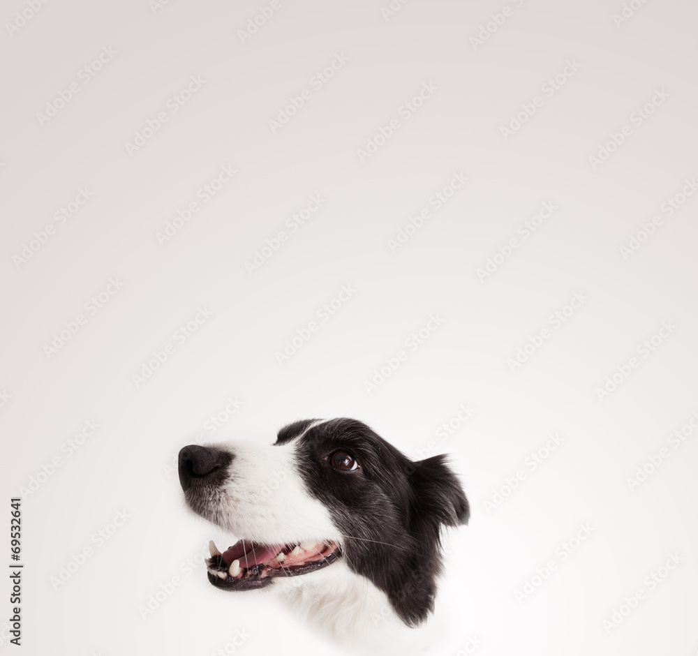 Cute border collie with copy space Cute border collie with copy space
