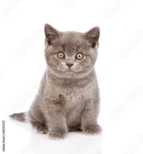 little british shorthair kitten sitting in front. isolated on wh