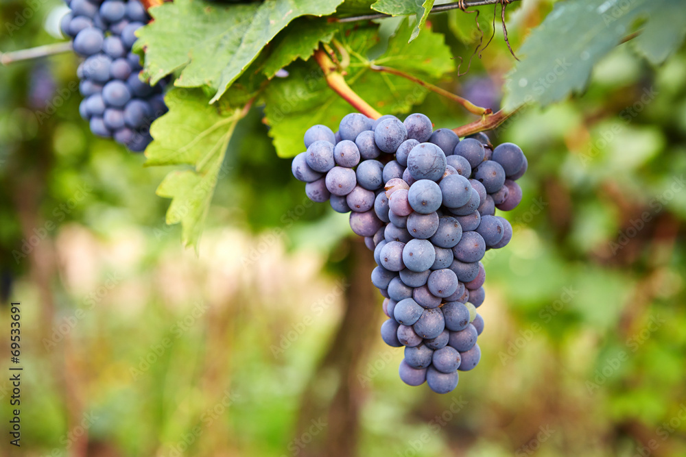 Branch of red wine grapes