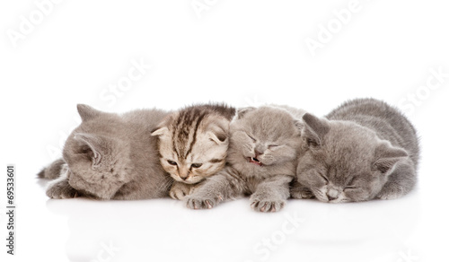 group of sleepy british shorthair kittens. isolated on white bac