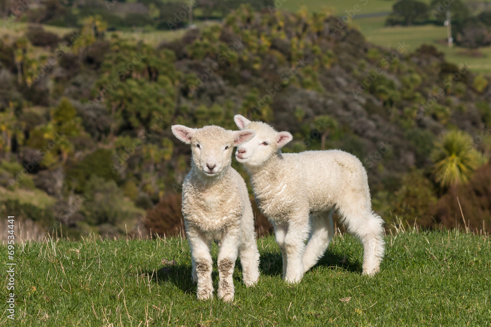 Naklejka premium playful lambs