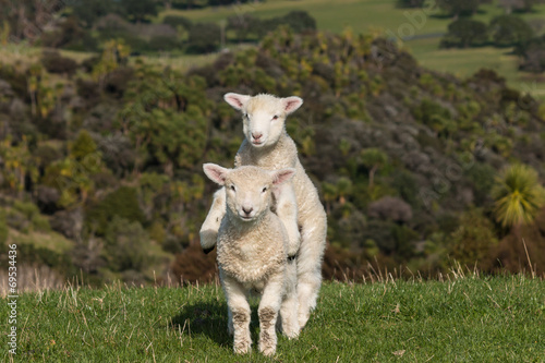 two jumpy lambs