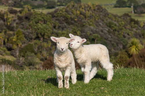 playful lambs