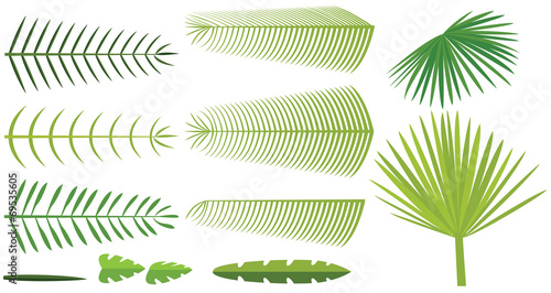 Set of palm leaves