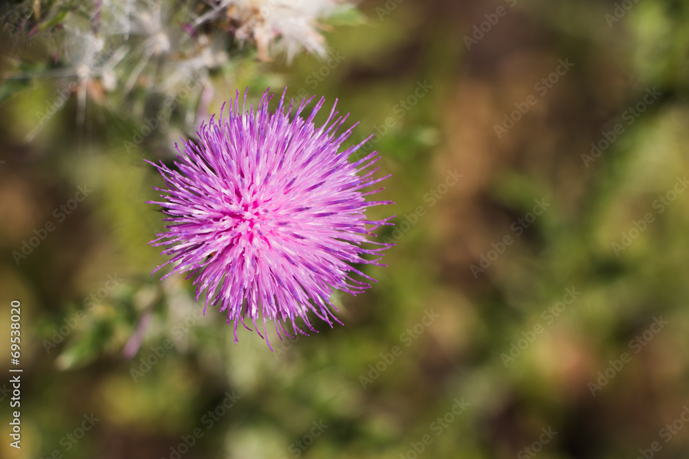 Sumpf-Kratzdistel - Blüte vom Zenit aus Sumpf-Kratzdistel - Blüte vom Zenit aus