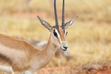 Grant's Gazelle in Tsavo East, Kenya