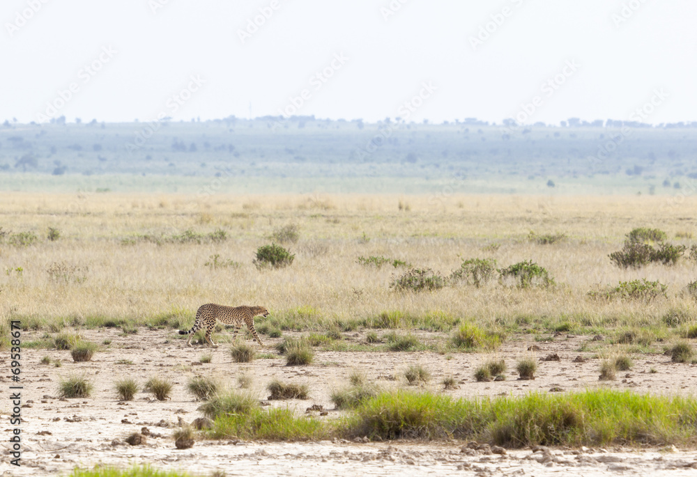 Cheetah in Kenya Cheetah in Kenya
