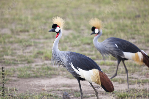 Grey Crowned Cranes, Kenya