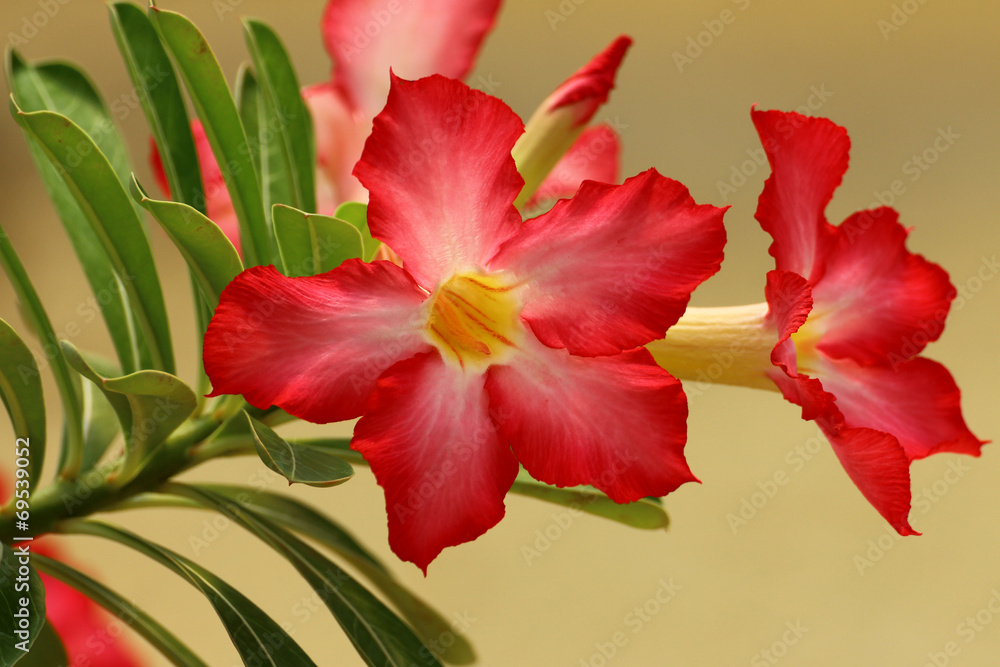 adenium obesum flower