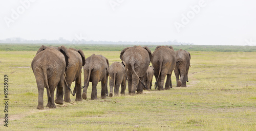 Canvas Print Elephant Herd in Kenya